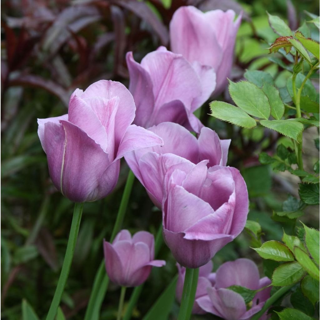 Tulipe simple tardive Violet Beauty