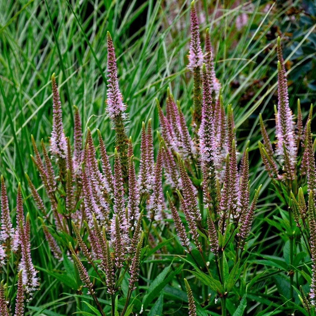 Veronicastrum virginicum Erika - Véronique de Virginie