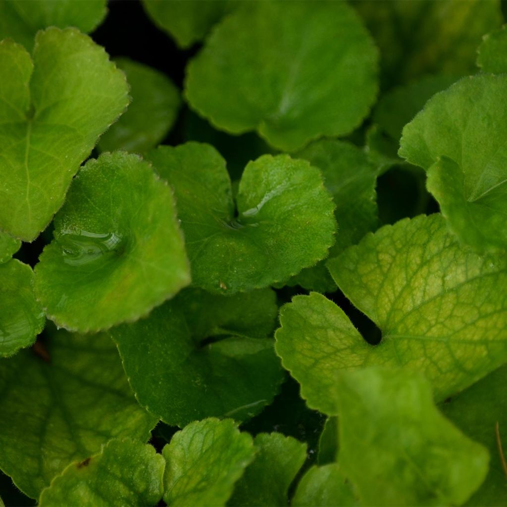 Violette odorante, Viola odorata Alba, pensée