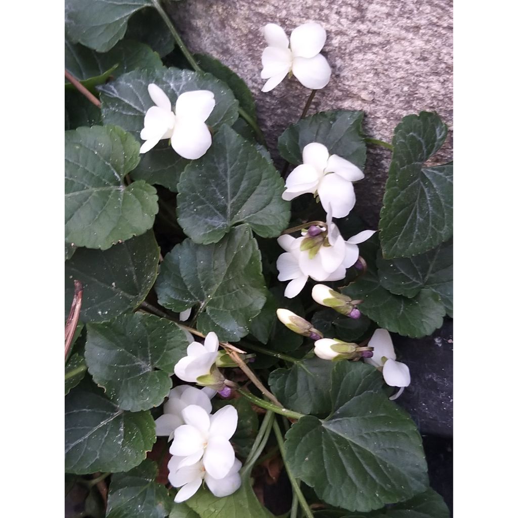 Violette odorante, Viola odorata Alba