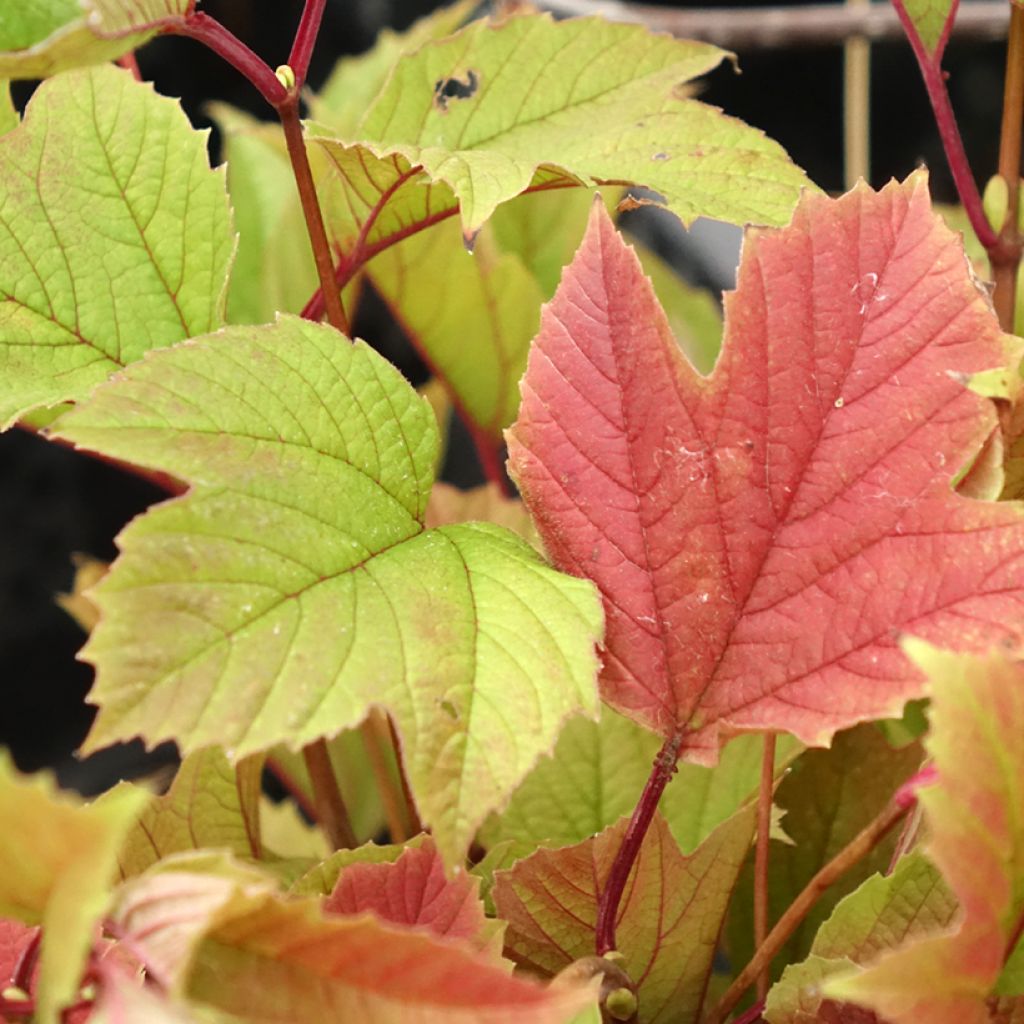 Viorne trilobée - Viburnum trilobum Spring Red Compact
