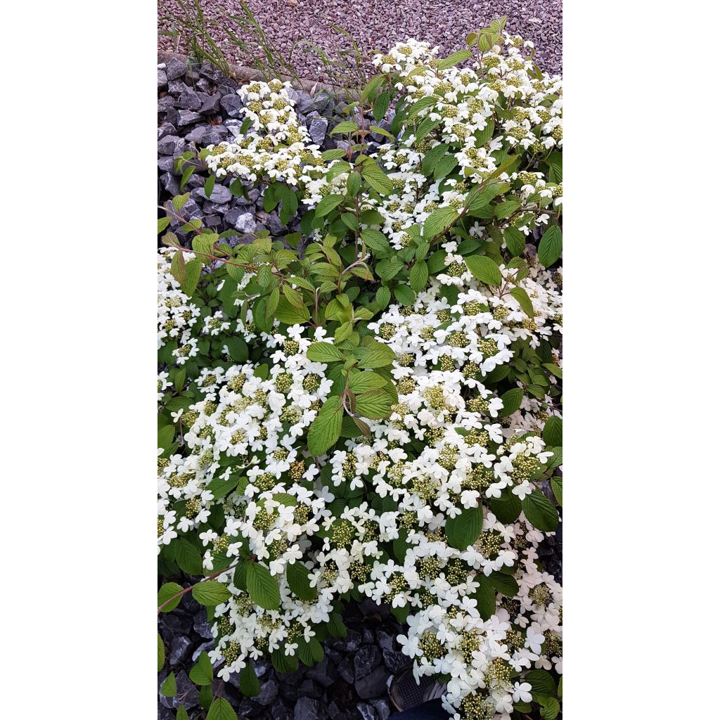 Viorne - Viburnum plicatum Kilimandjaro