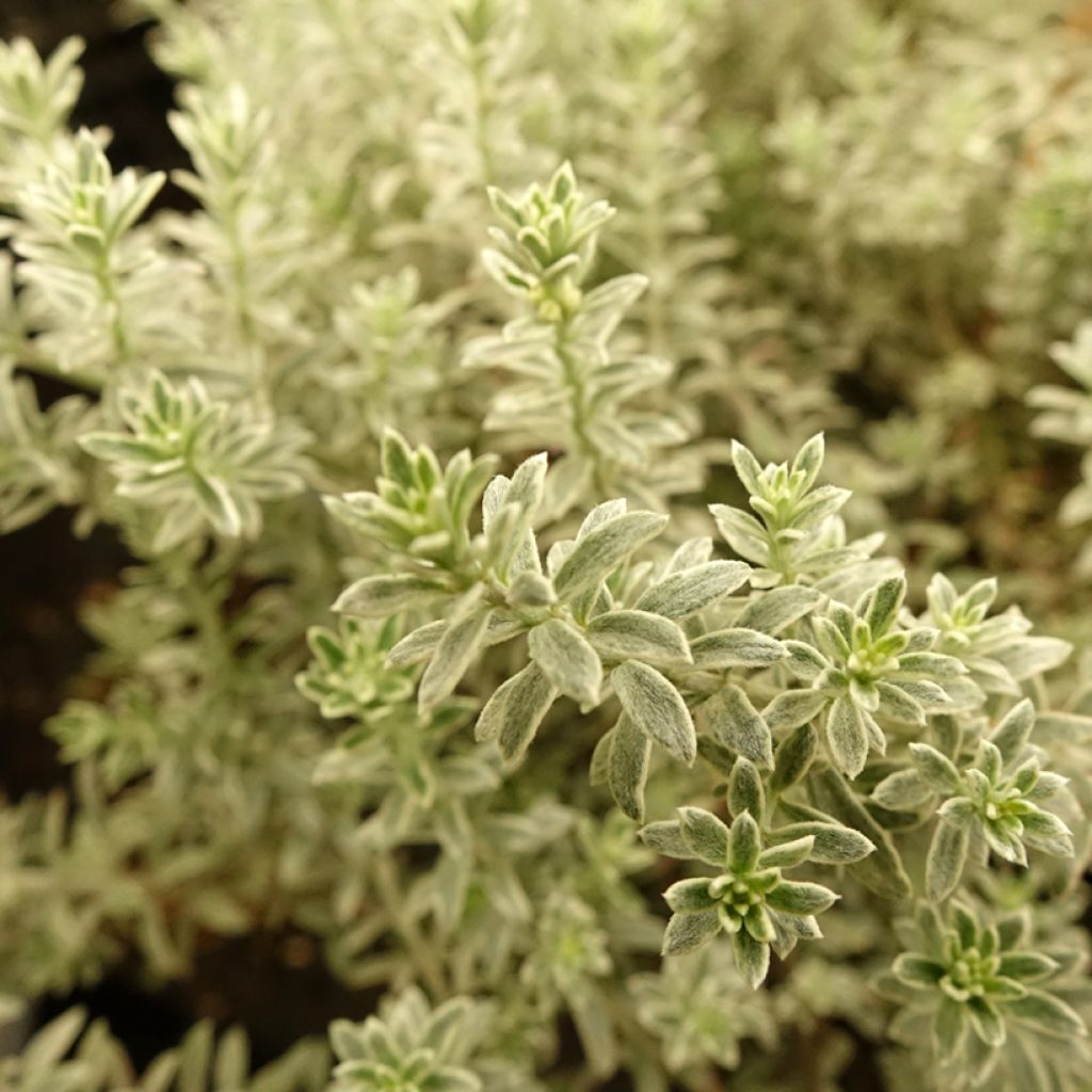 Westringia fruticosa Smookie - Romarin d'Australie