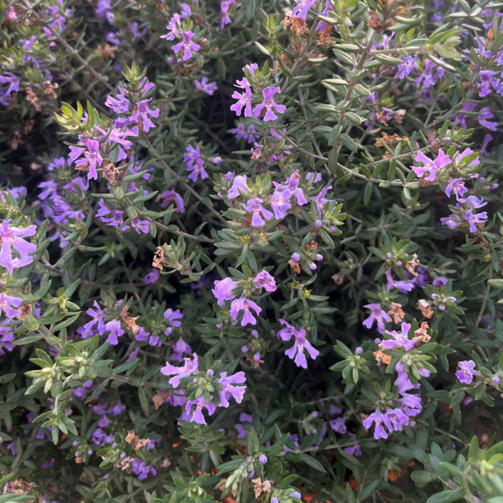 Westringia fruticosa Blue Gem - Romarin d'Australie