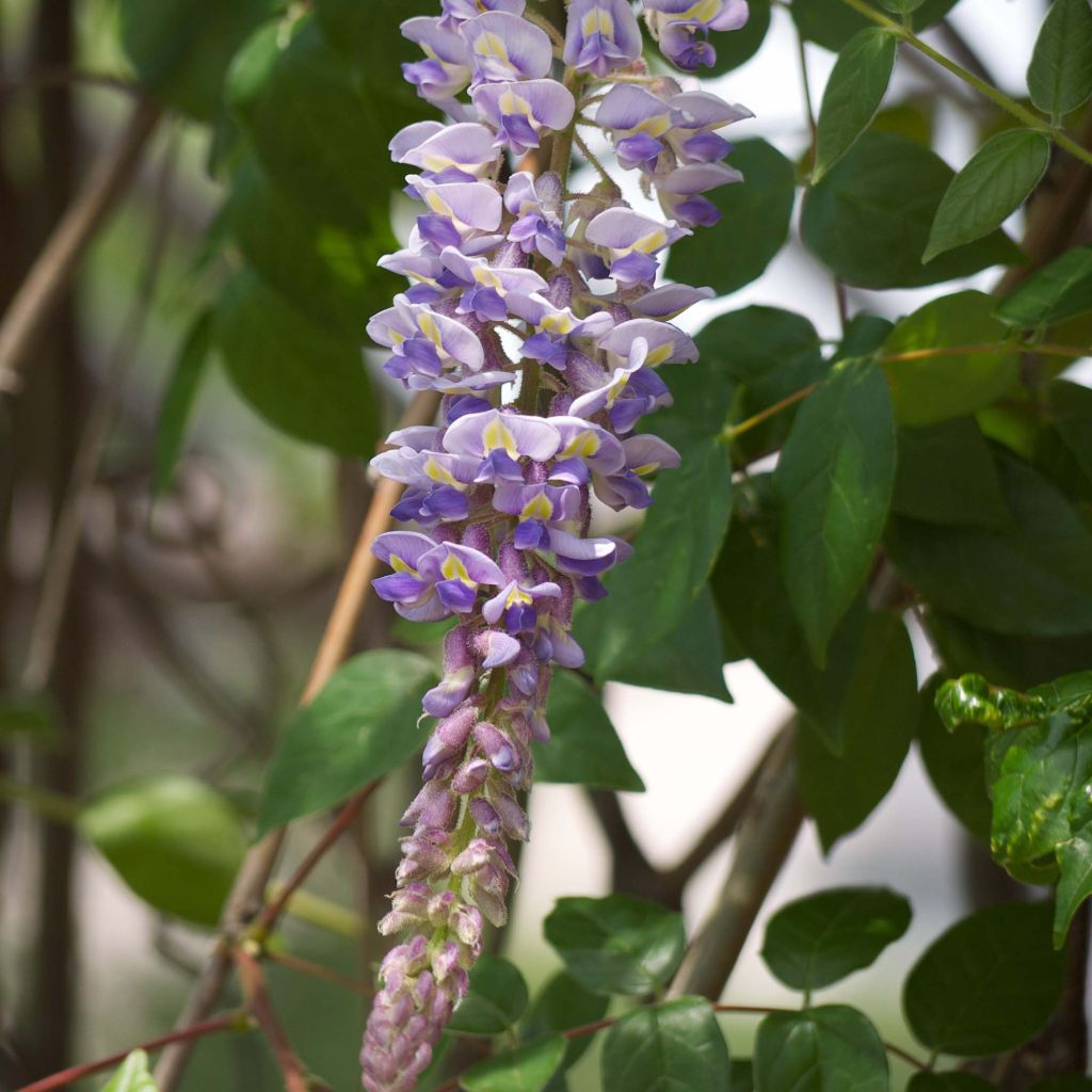Glycine macrostachia - Wisteria macrostachia 