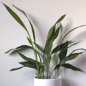 Aspidistra Milky way - Aspidistre élevée