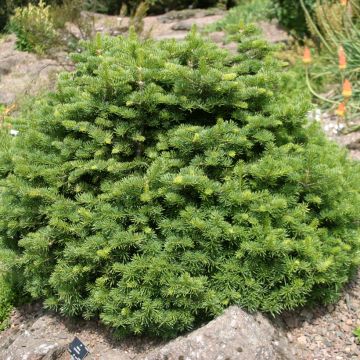 Sapin subalpin - Abies lasiocarpa Compacta
