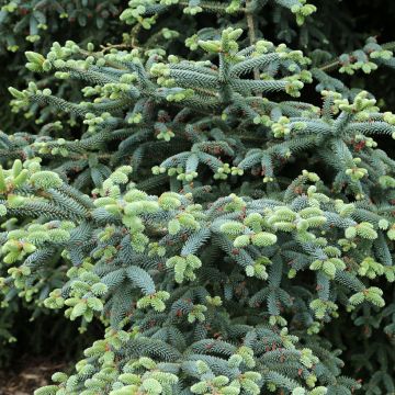  Sapin d'Espagne doré - Abies pinsapo Aurea