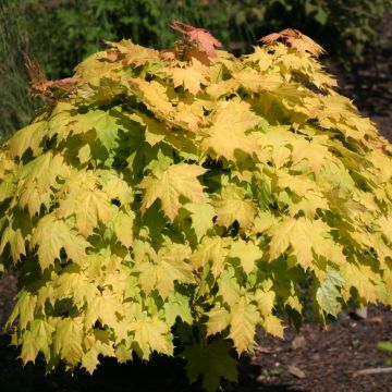 Acer platanoides Columnare - Érable plane