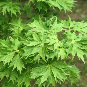 Acer platanoides Emerald Queen - Érable plane