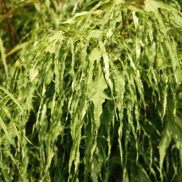 Acer platanoides Emerald Queen - Érable plane