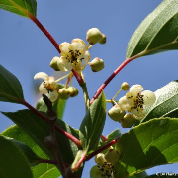 Kiwai Prince Jumbo (mâle) - Actinidia arguta