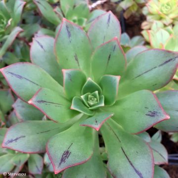 Echeveria ou Aeonium haworthii