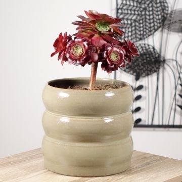 Aeonium arboreum Garnet - Aeonium en arbre