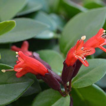 Aeschynanthus Mona Lisa