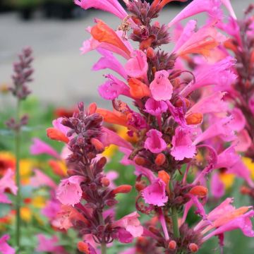 Agastache Kudos Ambrosia - Agastache hybride