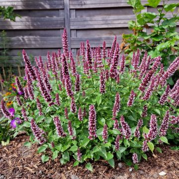 Agastache Beelicious Pink