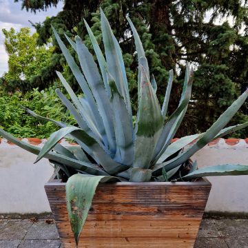 Agave parryi neomexicana - Agave de Parry