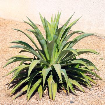 Agave attenuata - Agave à cou de cygne