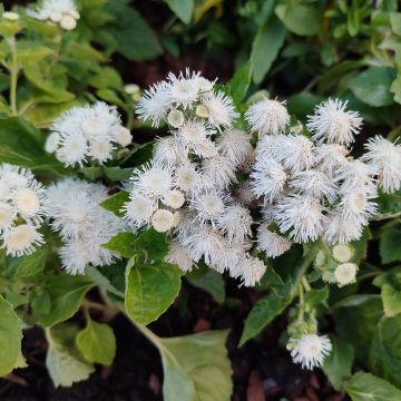 Ageratum Cushion White - Agérate du Mexique