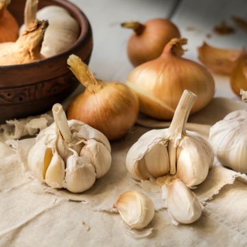 Ail Printanor - Sac de 250gr