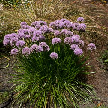 Ail d'ornement - Allium senescens Lisa Green