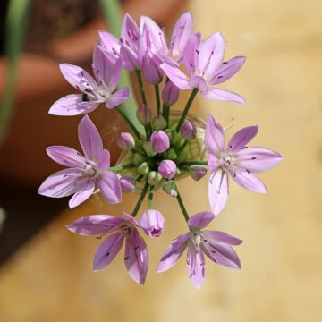 Ail d'ornement - Allium unifolium