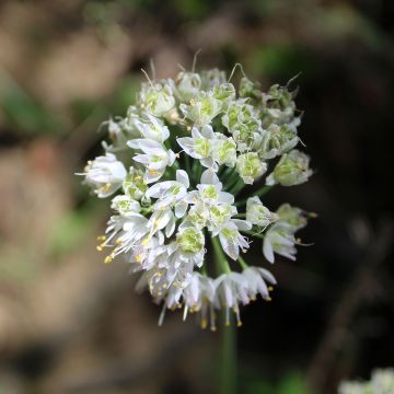 Ail penché - Allium cernuum