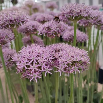 Allium Aflatunense Purple Sensation