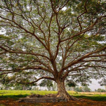 Albizia saman - Arbre à pluie