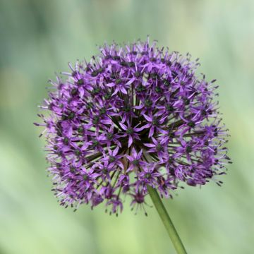 Allium Gladiator
