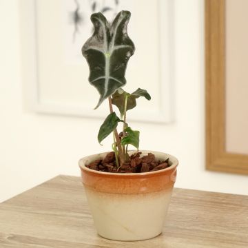 Alocasia Mayan mask - Oreille d'éléphant 