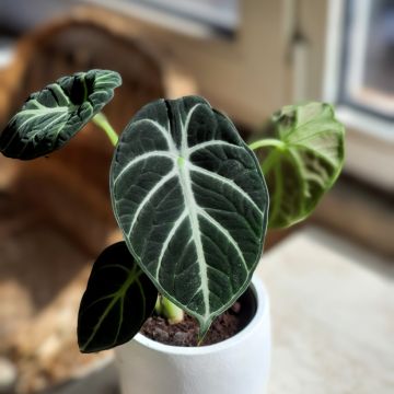Alocasia Mayan mask - Oreille d'éléphant 