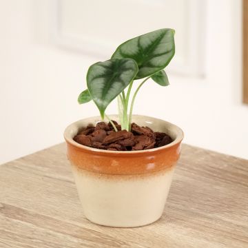 Alocasia Mayan mask - Oreille d'éléphant 