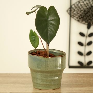 Alocasia Mayan mask - Oreille d'éléphant 