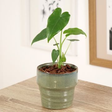 Alocasia California - Oreille d'éléphant