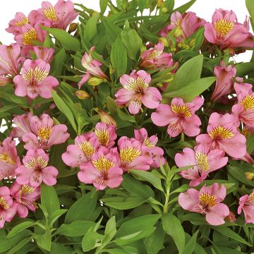 Alstroemeria Summer Rose - Lis des Incas