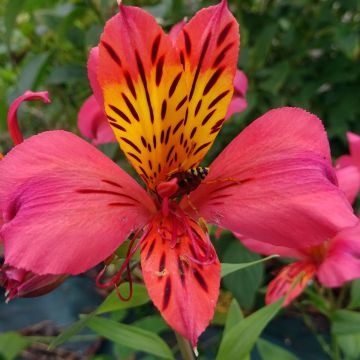 Alstroémère haute Majestic Marcé - Lys des Incas