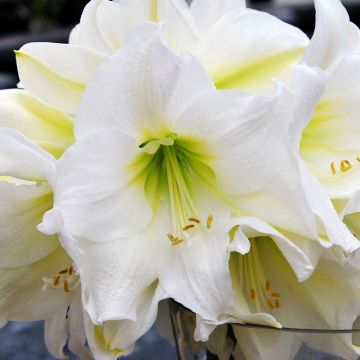 Amaryllis Christmas Gift