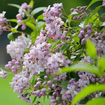 Deutzia hybrida Mont Rose - Deutzie