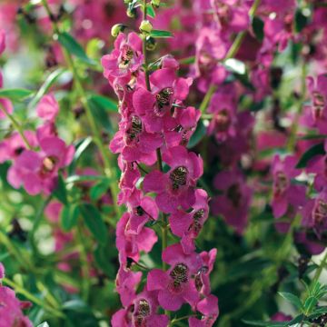 Angelonia Archangel Dark Purple 