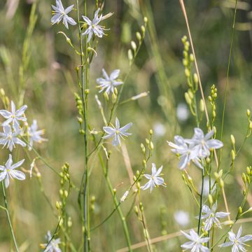 Phalangère à fleurs de lis - Anthericum liliago