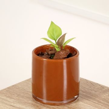 Anthurium jenmanii Gold