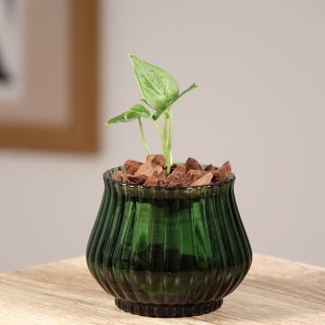 Anthurium clarinervium