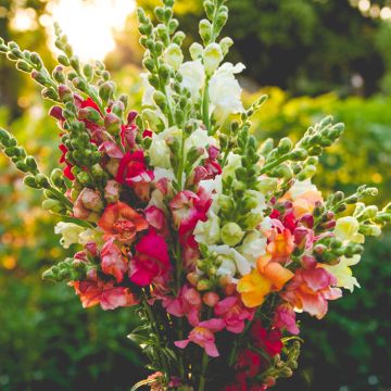 Graines de muflier Maximum Bronze - Antirrhinum majus