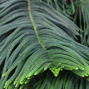 Araucaria heterophylla - Pin de Norfolk