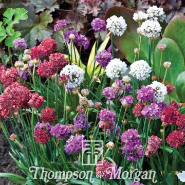 Graines d'Armeria pseudarmeria Ballerina Mixed  - Gazon d'Espagne en mélange