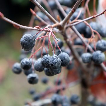 Aronia melanocarpa Hugin - Aronie à fruits noirs 