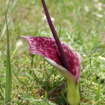 Arum italicum ssp. Italicum Marmoratum