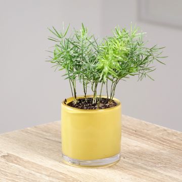 Asparagus sprengeri - Asperge de Sprenger